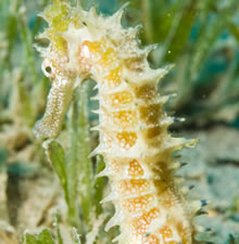 Seahorse